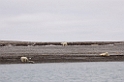 2507 Polar bear